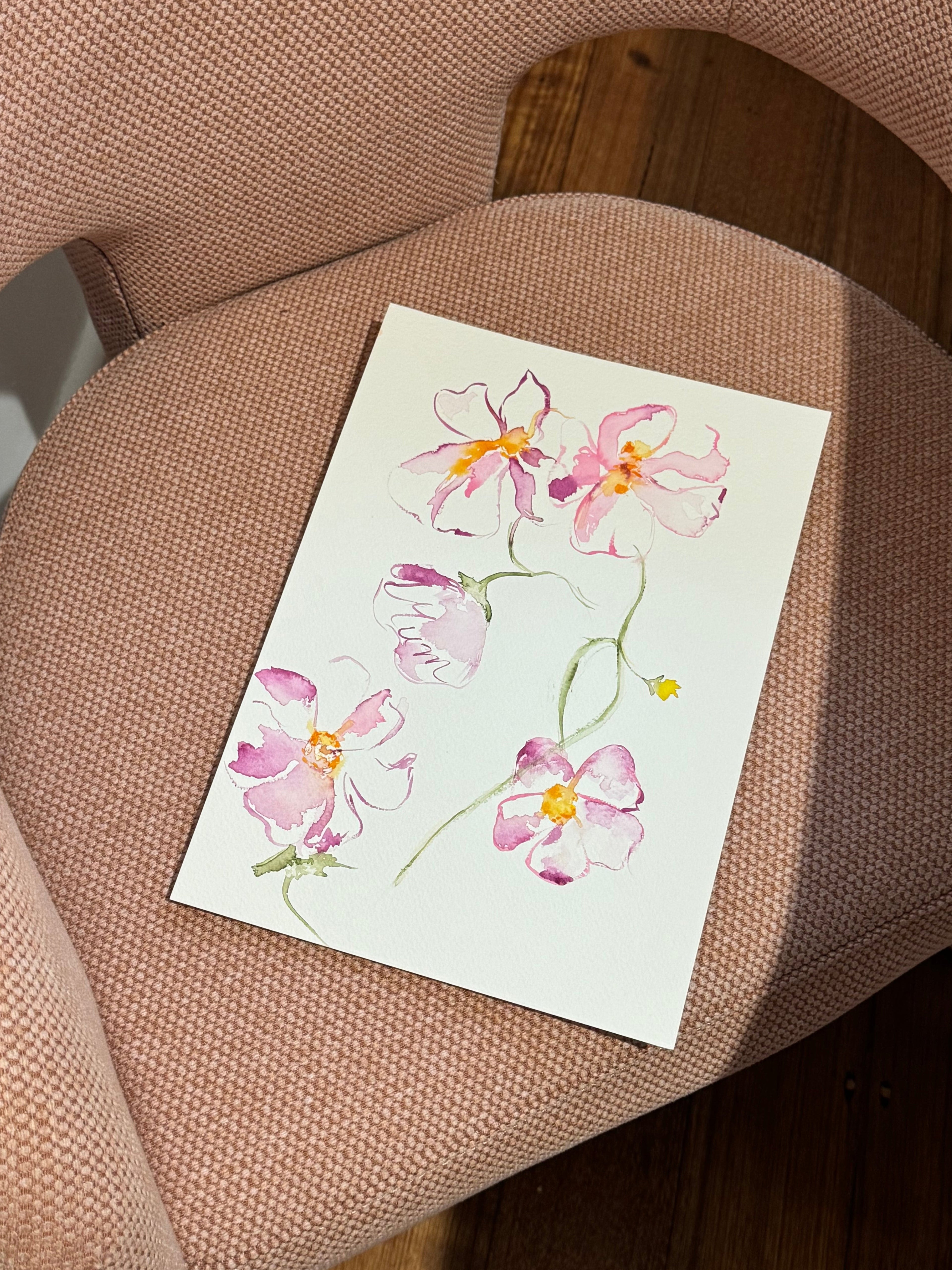 Evening Primrose in Blush