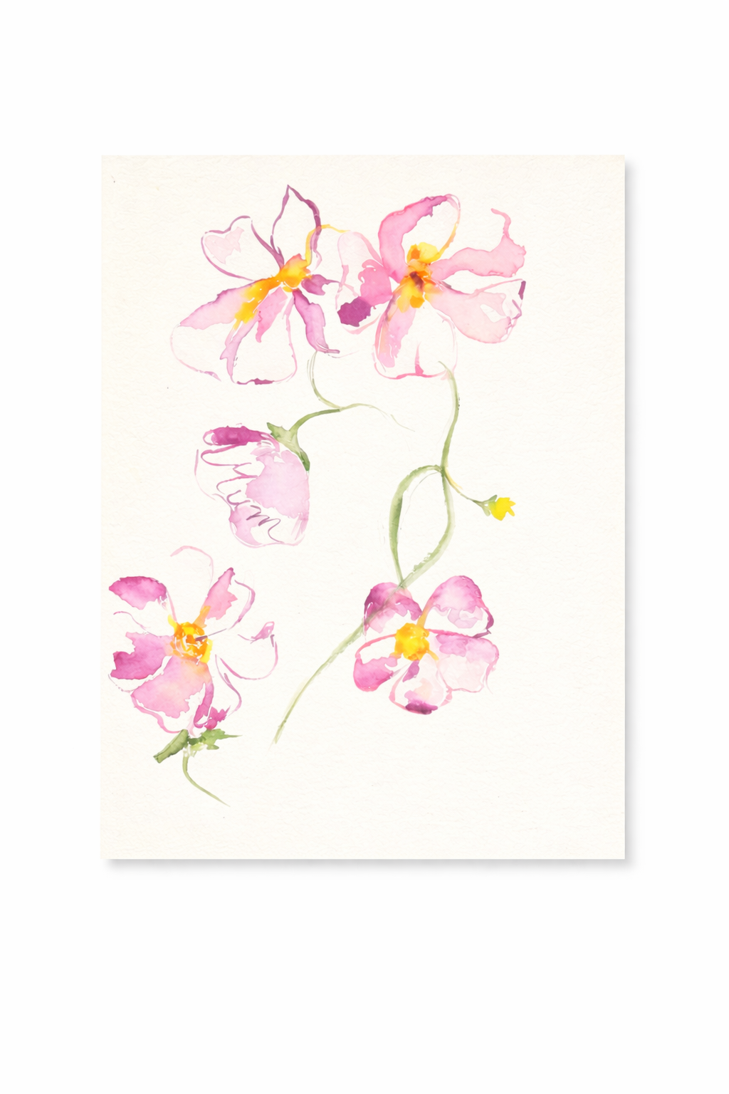 Evening Primrose in Blush