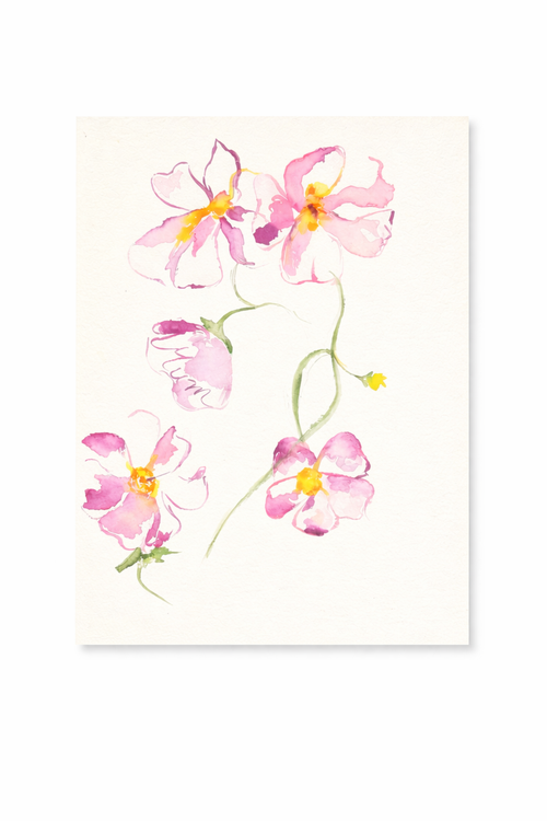 Evening Primrose in Blush