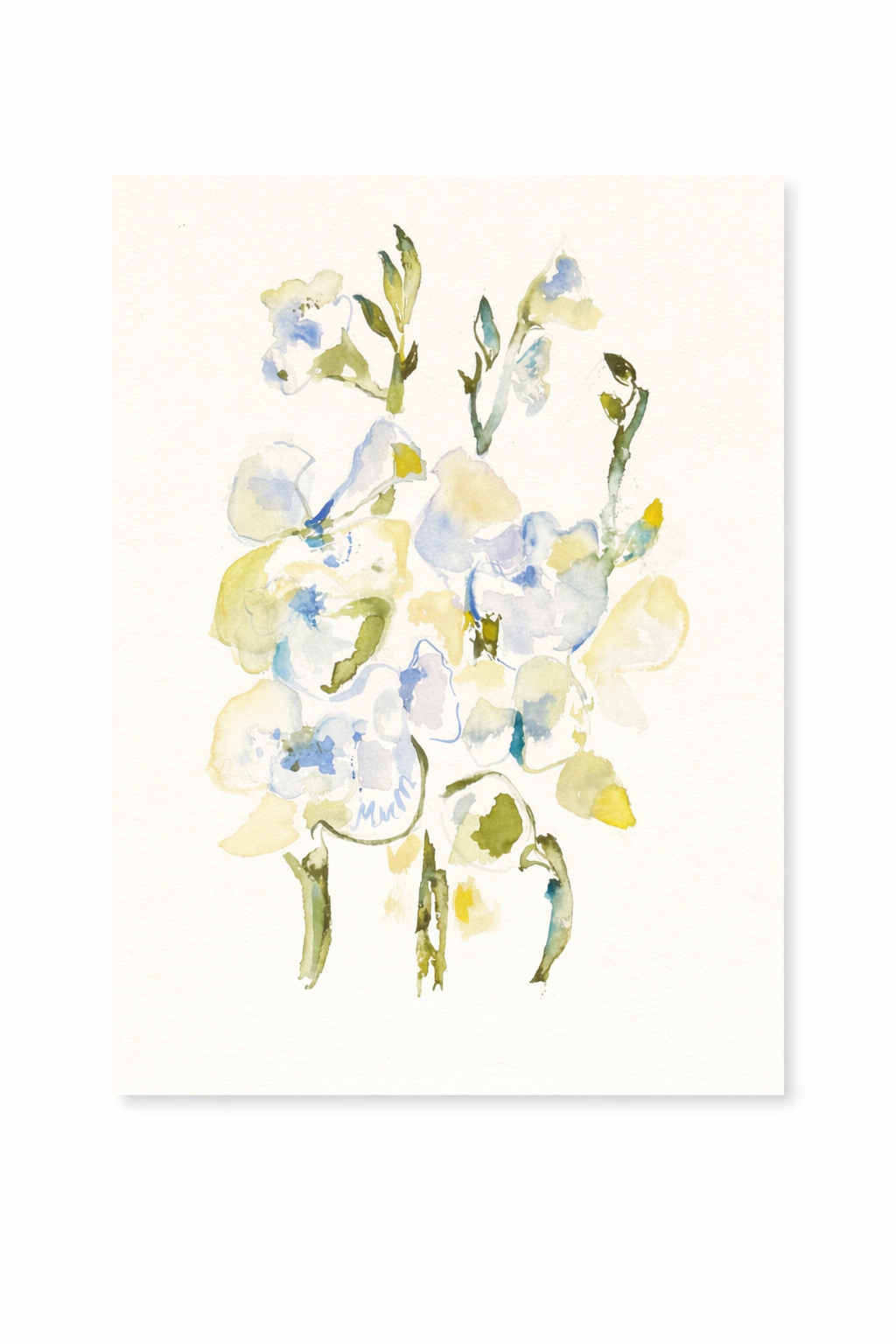 Soft Blue Orchid