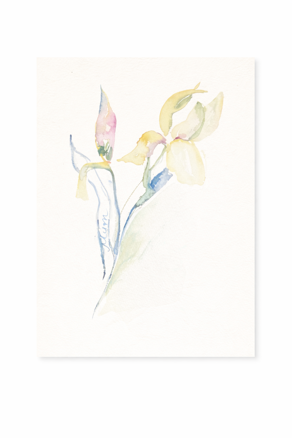 Butter Yellow Iris